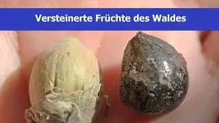 Versteinerte Früchte des Waldes #crystals