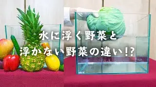 【自由研究】水に浮く野菜と浮かない野菜の違いって何？【実験】