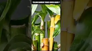 Can yellow bamboo plant turn green again 🤔