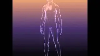 3D Model of Male And Female Anatomy - Transparent Bodies Review