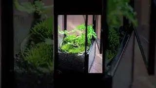 mini moss bog in the mini gothic house terrarium for jumping spider #terrarium