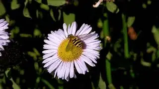 Common Banded Hoverfly Syrphus ribesii on Erigeron (Wayne Roderick)