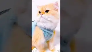 kumpulan kucing lucu 26.#kucing #cat #shorts #meow