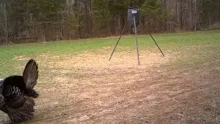 Old Gobbler is all blown up  Covert Red 40