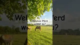 Welches Pferd w&auml;hlst du? part 3💗 #foryou #horse #equestrian #cool #cute #pferde #entscheiden