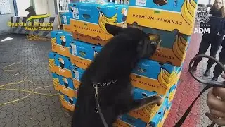 LA DROGA IN UN CONTAINER DI BANANE SCOVATA NEL PORTO DI GIOIA