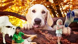 Pawsome Stories 4