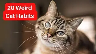20 Strange Things Cats Do & What They Mean
