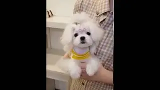 Long hair beautiful maltese video cutest and lovely puppy  - Teacup puppies KimsKennelUS