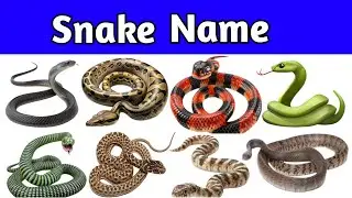 20 Snake Names for Kids | Learn Snake Species with Pictures & Sounds | Educational Animal Video