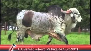 Matéria CRV Lagoa - Touro C.A Sansão é Palheta de Ouro - 2011