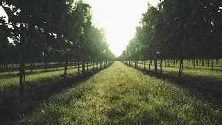 A Year In The Life : Aldwick Court Farm & Vineyard