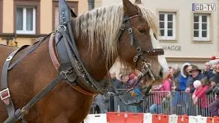 13. Gmünder Pferdetag - Teil 2/2 - Pferdeschau (Schwäbisch Gmünd - 2015)