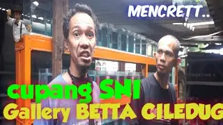 GEREBEK SELLER CUPANG SNI CILEDUG.. ( MENCREET ) || #CUPANG #BETTAFISH #CUPANGSNI