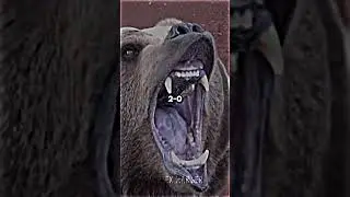 Grizzly Bear VS Gorilla | #shorts #animals #wildlife #edit