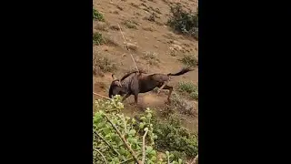 Spearing The Wildebeest
