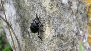 Bloody-nosed Beetle (Timarcha tenebricosa)