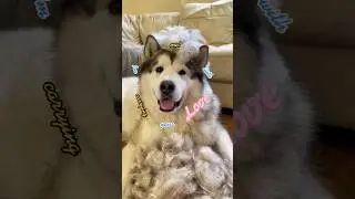 Malamute Owners Beware: This Hair is Everywhere! #shedding #shorts #malamute #cutepets