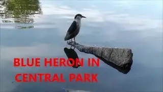 BLUE HERON IN CENTRAL PARK NYC