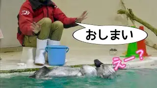 ラッコ　メイちゃんとキラちゃん　ごはんが終わって名残惜しそうです【鳥羽水族館】Sea otter May-chan Kira-chan Toba Aquarium 