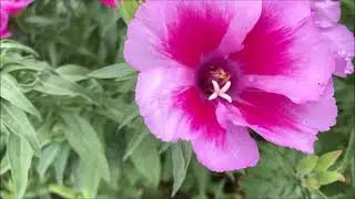 森新田のゴデチアの花が咲き始めました～