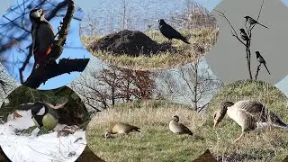 Unsere Tiere im Winter - in verschiedenen Lebensräumen beobachtet
