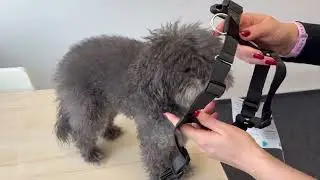 Tailwindpets Harness - How to put on - Tutorial