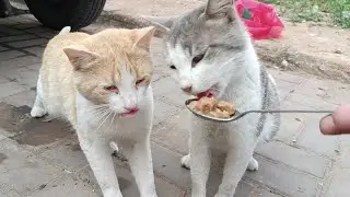 Two stray cats try eating with a spoon for the first time