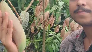 Pre packing 🧳🧳 video of my ☘️☘️☘️ plants parcel @Greenoj-e1x 