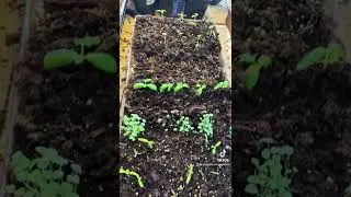 Up-potting seedlings