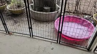 Heidi & foster dog Digit Play hard 1