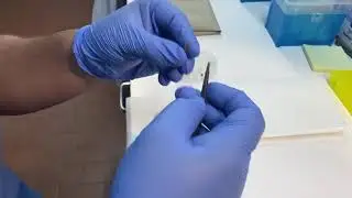 Haemolymph extraction from Spodoptera larvaes.