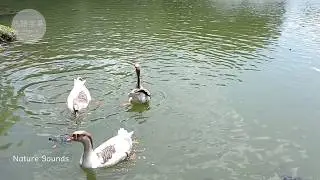 靜觀湖水・中興湖鵝戲水｜Geese splashing on the lake｜Zi-Wei Plants