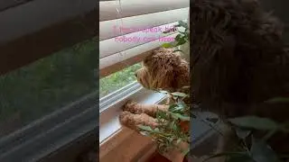 I&rsquo;m looking through a window #puppy #minigoldendoodle
