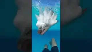 Waterslide into pool full of hungry piranhas surprises swimmers #summerfun #waterslide #piranha
