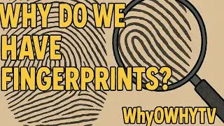 👉 Why Do We Have Fingerprints? 👆 The Surprising Science Explained | WhyOWhyTV