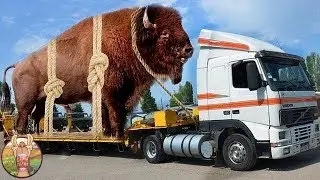 10 ANIMAUX GEANTS QUI EXISTENT VRAIMENT | Lama Fach&eacute;