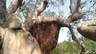 Amazing find giant Honey bee