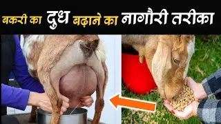 Native way to increase goat milk | how to increase goat milk #goat #goatfarming #bakripalan