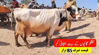 Khangher Cows Mandi fresh update today in Salam Mandi Bhulwal Sargodha | 17 January 2025