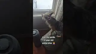 @rambo.the.chorkie He secretly loves children he just likes to scare them a little first #puppy 😲