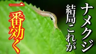 【ナメクジ駆除】コーヒー・ビールと色々あるけど結局これが一番効く