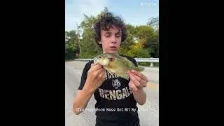 Nice Rock Bass