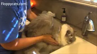 Как быстро очистить грязные кошачьи лапы - ラグドール - Floppycats
