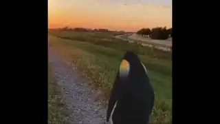 Penguin staring off into the sunset.