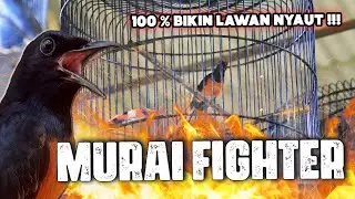 SIMULASI LOMBA MURAI BATU FIGHTER LAWAN AUTO NYAUT TARUNG!