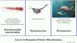 List of Arthropoda of Order Miscellaneous. euphilomedes argulus beetle pacifica amicus mites rosea