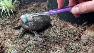 Spotted Turtle Gets Physical Therapy