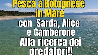 Pesca con la bolognese in Mare 🔝🔥Spallinata per armatura Sarda,Alice o Gambero. 🎣💯