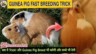 Guinea Pig Fast Breeding Trick || डेर सारे गिनी पिग हो तो ब्रीडिंग कैसे कराएं